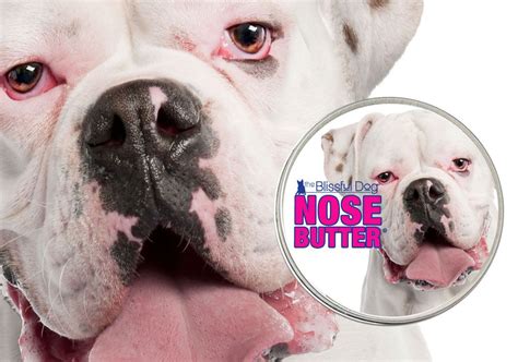 We Welcome All Colors Of Boxers Here At The Blissful Dog Nose Butter