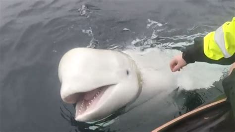 Beluga Whale With Russian Harness Raises Alarm In Norway Whale