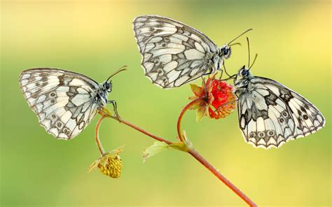 Three Black And White Butterflies On Fruit Wild Strawberry Hd Wallpaper
