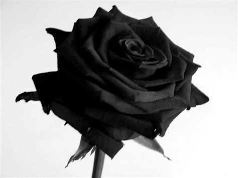 Black Rose Wallpapers High Quality Download Free