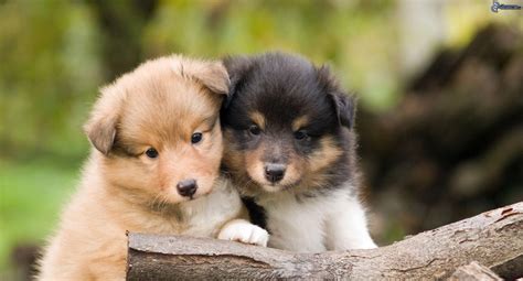 Beautiful Sheltie Breed Puppies Wallpapers And Images Wallpapers