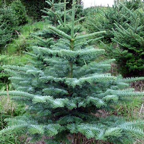 Er nadelt wenig, ist robust und schön anzusehen. Weihnachtsbaum BIO Nobilistanne ca. 150 cm | Tannenladen ...