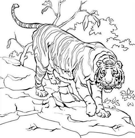 Here is a beautiful collection of tiger coloring these cute tiger coloring pages for preschoolers will allow them to experiment with various shades of brown and yellow while. Sumatran Tiger Climb Down Into The Village Coloring Page ...