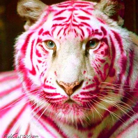 Pin By Malejah Nile Ali On Lovely Pink White Tiger Pictures Tiger