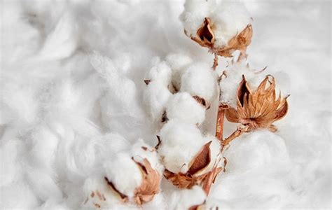Heres Why Global Cotton Trade Will Rise In July Dec 2021 Fibre2fashion