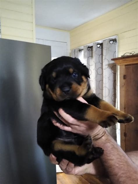 Looking for free rottweiler puppies? AKC Rottweiler Puppies for Sale in Iowa