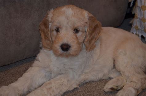 Find cockapoo puppies for sale on pets4you.com. cockapoo puppies for sale | Sleaford, Lincolnshire ...