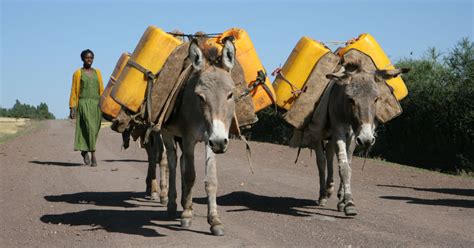 United Nations Committee Calls For Urgent Action To Protect Donkeys