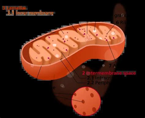 What Is The Function Of Mitochondria In Eukaryotic Cells Researchers