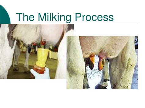 Ppt Dairy Cattle Powerpoint Presentation Free Download Id5621484