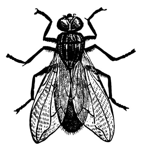 Clipart Fly 20 Free Cliparts Download Images On Clipground 2024