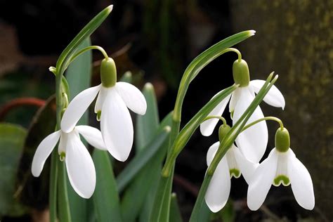January Birth Flower Snowdrop — Luzerne County — Master Gardener