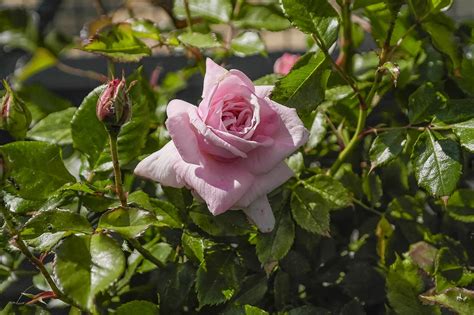 Rose Flower Nature Pink Free Photo On Pixabay Pixabay