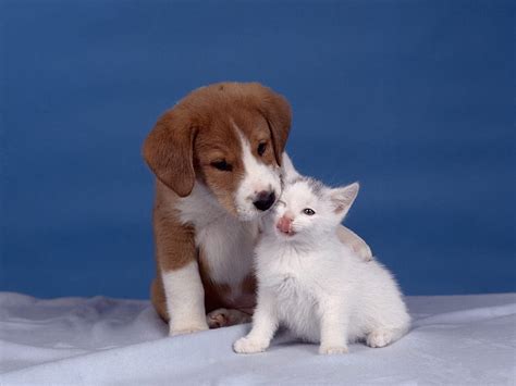 1920x1080px Free Download Hd Wallpaper Animal Cat And Dog Baby