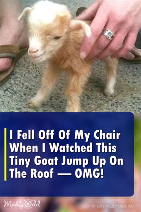This Footage Of Baby Goats Jumping All Over The Place Is Something You