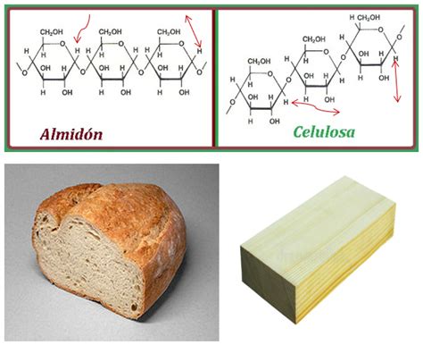 47 Celulosa Estructura Quimica Png Ficos