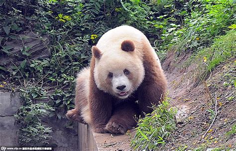 Rare Brown Panda Grows Up In Nw China 1 Cn