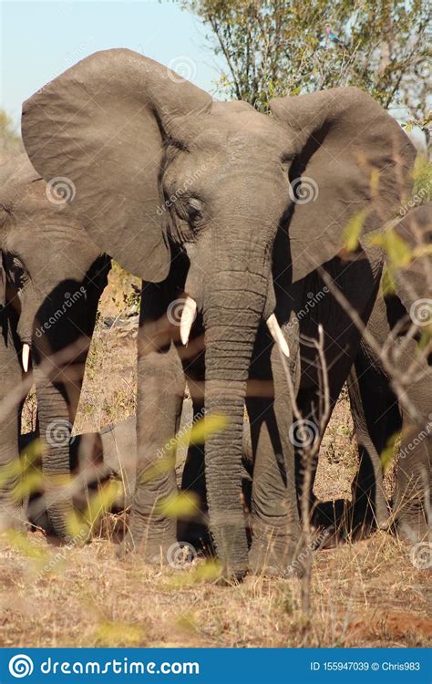 Vida Silvestre Africana Elefante Parque Nacional Kruger Imagen De