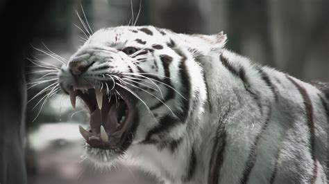 White Tiger Wallpaper Hd 59 Pictures