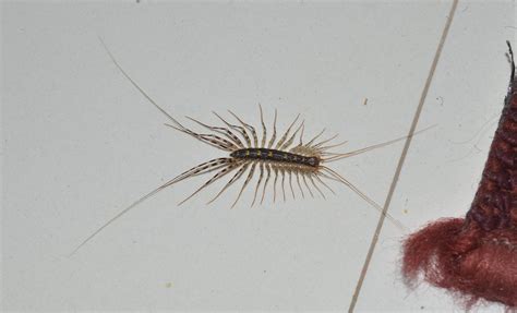 House Centipede Chilopoda Scutigeromorpha Scutigeridae Scu Flickr