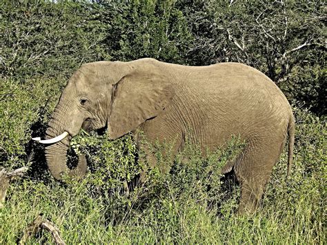 Download Free Photo Of Elephantsavannahafricasafariafrican Bush