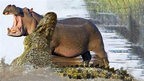 Hippo Attack Crocodile Animal Fight Back Crocodile Catch Leopard And