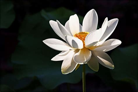 All of the Lotus Flower's Many Hidden Meanings | Lotus flower meaning, Flower meanings, White ...