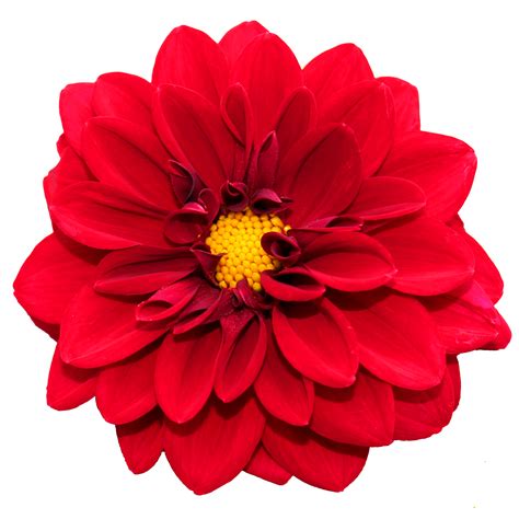 Purple and red flowers png images & psds for download with transparency. Download Flower PNG Image for Free