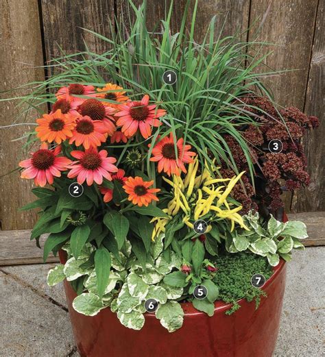 fall in love with unexpected autumn color finegardening fall containers winter pansies