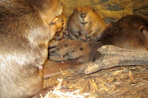 How Do Beavers Mate Facts About Beaver Reproduction