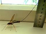 Pictures of Long Tail Wasp