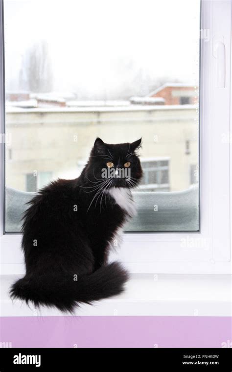 Cat Sitting At Window With Large Cover Of Snow From Outside Cold