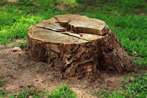 Tree Stump Removal Vs Grinding Warner Tree Service