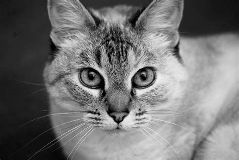 Free Images Black And White Pet Portrait Kitten Feline Close Up