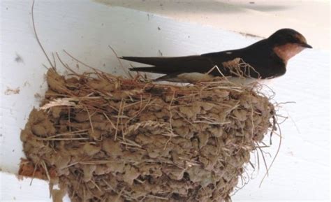 Learn About Scientist Harold Johnston Brodie And Make A Bird Nest
