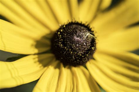 Macro of yellow flower with detailed core image - Free ...