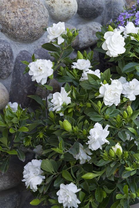 Everblooming Gardenia Fragrant Flowers Shade Flowers Plants