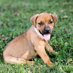 These pups are in richmond, virginia too! richmond, Virginia - Boxer. Meet PUPPY KELSEY BALLERINI, a ...