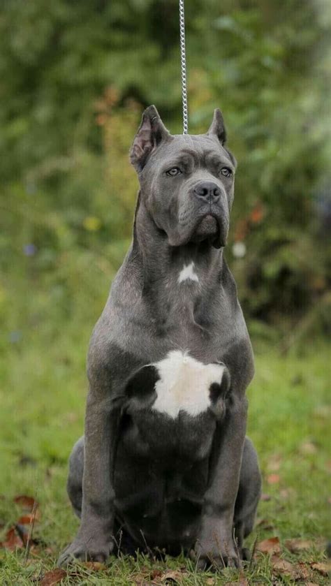 The 25 Best Blue Cane Corso Ideas On Pinterest Italian Cane Corso