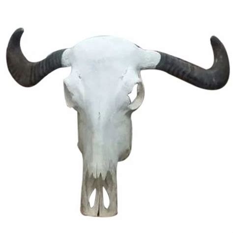 Buffalo Skull At Rs 3000 Horn Craft In Sambhal Id 14124891012