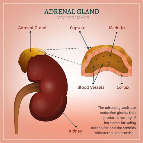 Where Is The Adrenal Gland Located Clicksfer