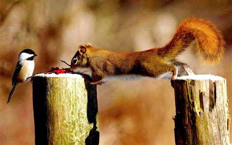 Animals Squirrel Birds Titmouse Tree Stump Wallpapers
