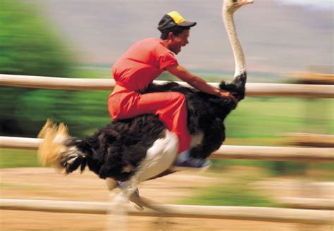Ostrich Ride In South Africa