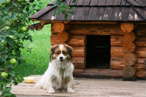 How To Build A Dog House In 19 Easy Steps