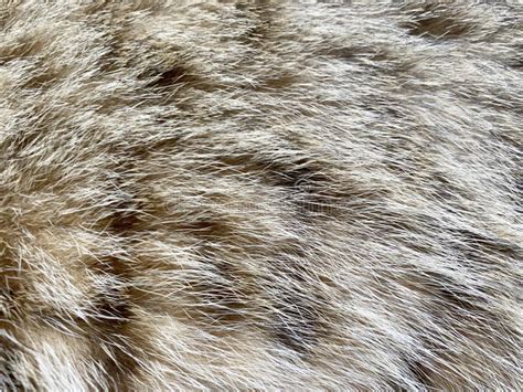 Cat Fur Texture Background Stock Photo Image Of Black 252337922