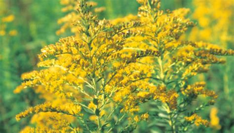Tall Weed With Yellow Gold Blooms Or Flowers Garden Guides