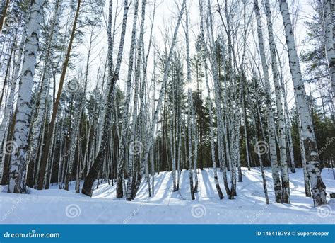 Sunny Day In Winter Birch Trees Forest Stock Photo Image Of Landscape