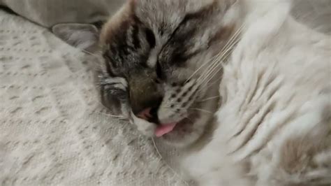 A Peek At My Cats Sleeping Cat Cat Blep Youtube