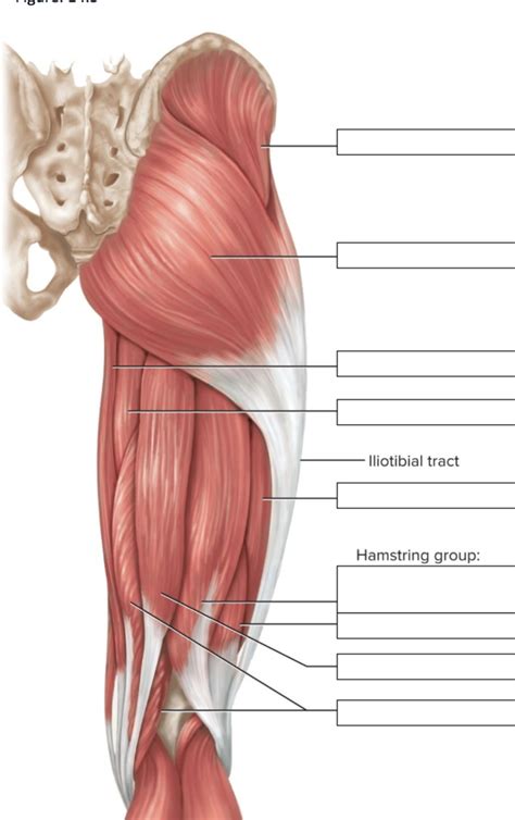 Muscles Of Thigh Labeled Posterior View Cbio 2200 Diagram Quizlet