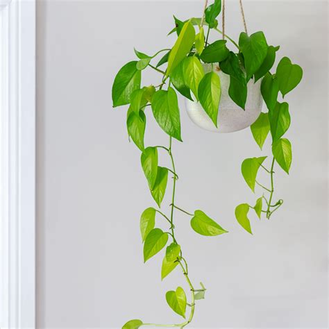 10 Best Indoor Hanging Plants That Thrive In Apartments